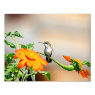 Foto Hummingbird 14x11 en una planta floreciente
