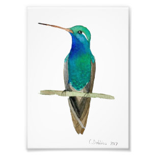 Foto Hummingbird De Carne Grande En Una Rama