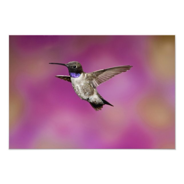 Foto Hummingbird de cuernos negros, Archilochus (Frente)