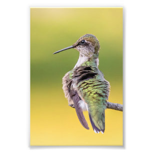 Foto Hummingbird En Alerta