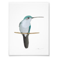 Hummingbird Female