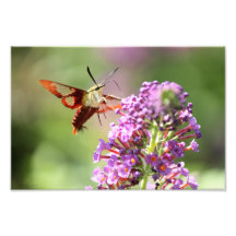 Hummingbird Moth en una mariposa