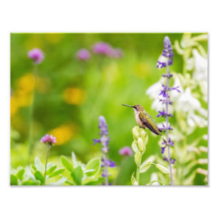 Foto Hummingbird Rest