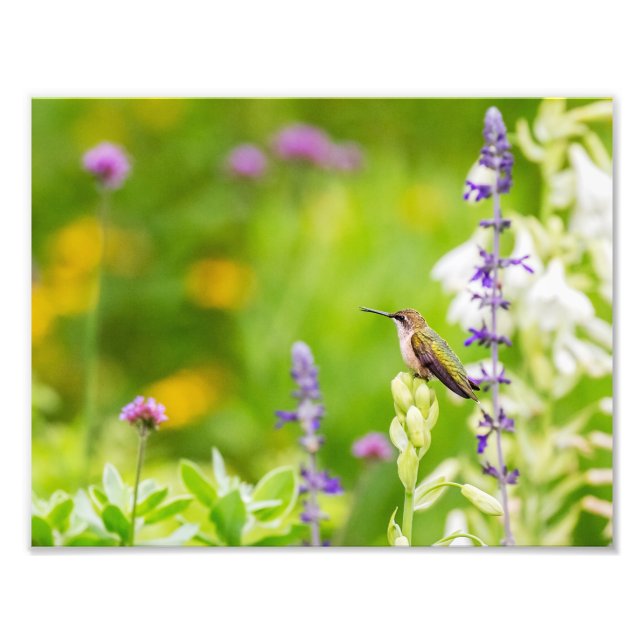 Foto Hummingbird Rest (Frente)