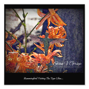 Foto Hummingbird Visitando Tiger Lilies Wall Art Imprim