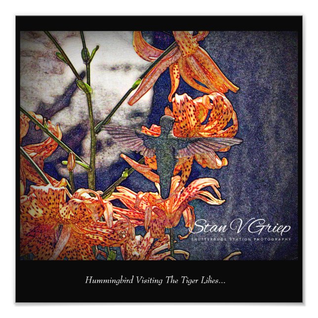 Foto Hummingbird Visitando Tiger Lilies Wall Art Imprim (Frente)