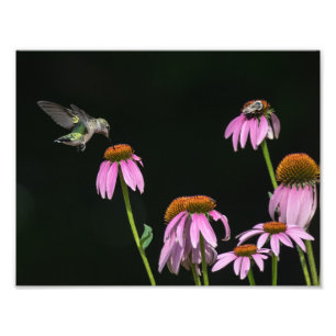 Foto Hummingbird Y Bee Share Coneflower