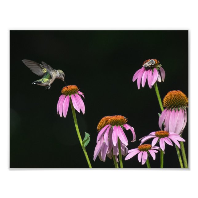 Foto Hummingbird Y Bee Share Coneflower (Frente)