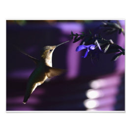 Foto Hummingbird y Salvia Black & Blue