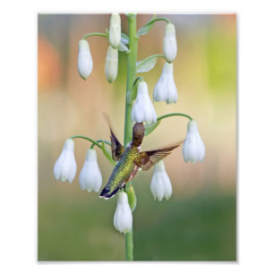 Foto Hummingbird Y Summer Hyacinth