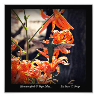 Foto Hummingbird y Tiger Lilis imagen de arte en el mur