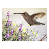 Hummingbird y Wildflowers Arte Digital