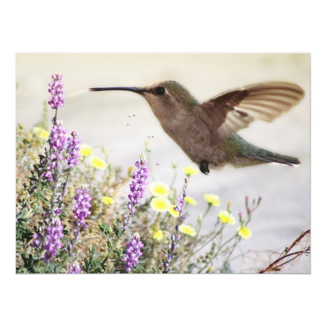Foto Hummingbird y Wildflowers Arte Digital (Frente)