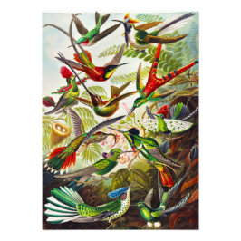 Foto Hummingbirds por Ernst Haeckel