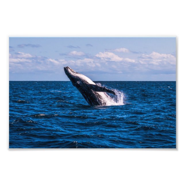 Foto Humpback Whale Breaking Photo Print (Frente)