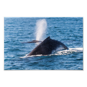 Foto Humpback Whale Photo Print