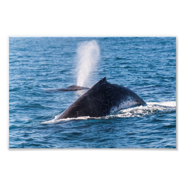 Foto Humpback Whale Photo Print (Frente)