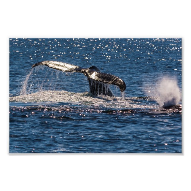 Foto Humpback Whale Tail Fluke Photo Print (Frente)