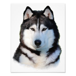 Foto Husky Siberian