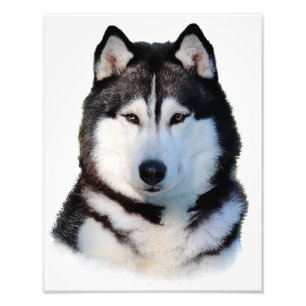 Foto Husky Siberian