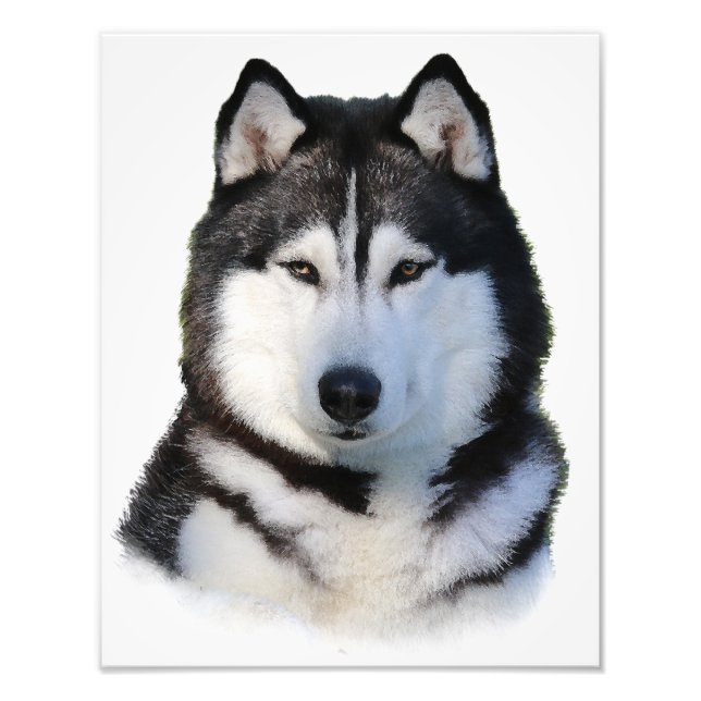 Foto Husky Siberian (Frente)
