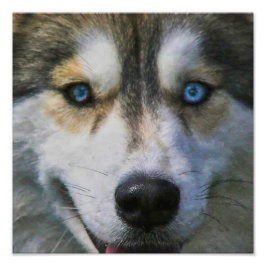 FOTO HUSKY SIBERIANO "LEJOS OJOS"