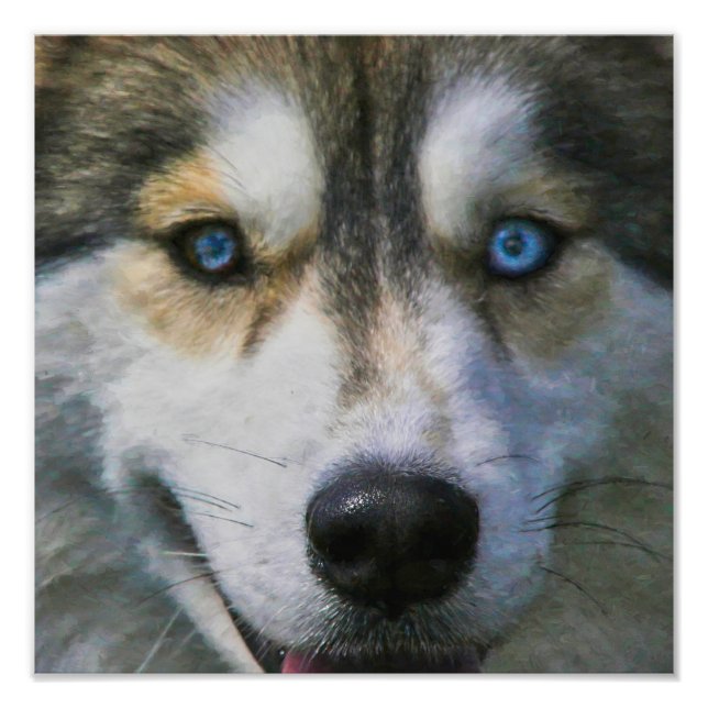 FOTO HUSKY SIBERIANO "LEJOS OJOS" (Frente)