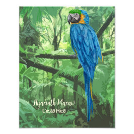 Foto Hyacinin Macaw Poster de Diseño de Costa Rica