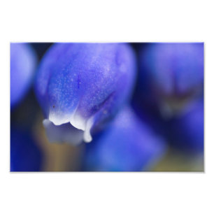 Foto Hyacinth de uva