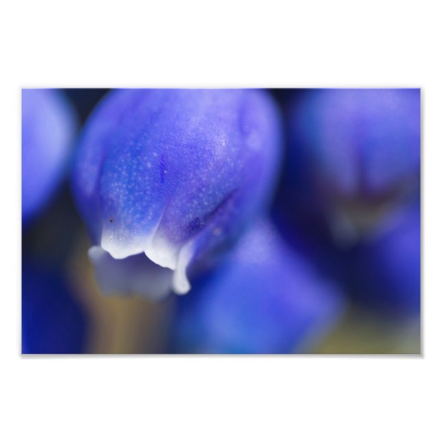 Foto Hyacinth de uva (Frente)