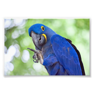Foto Hyacinth Macaw Bird
