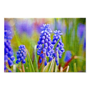 Foto Hyacintos de uva