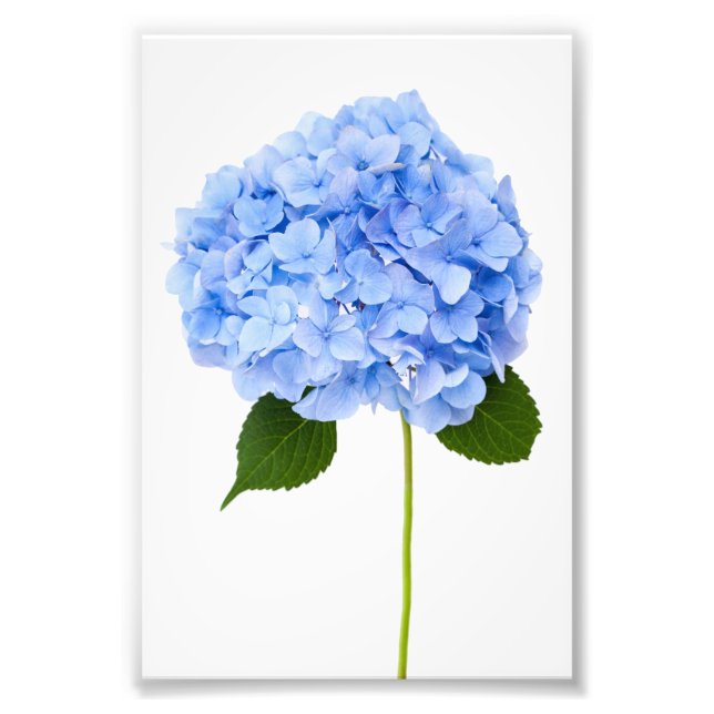 Foto Hydrangea (Frente)