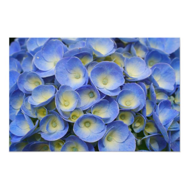 Foto Hydrangea (Frente)