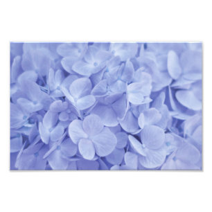 Foto Hydrangea azul