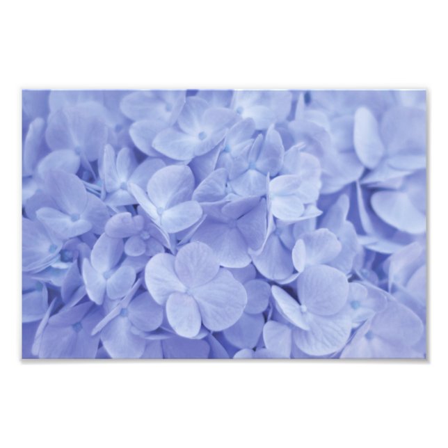 Foto Hydrangea azul (Frente)