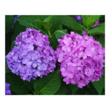 Hydrangea de 20"x16"