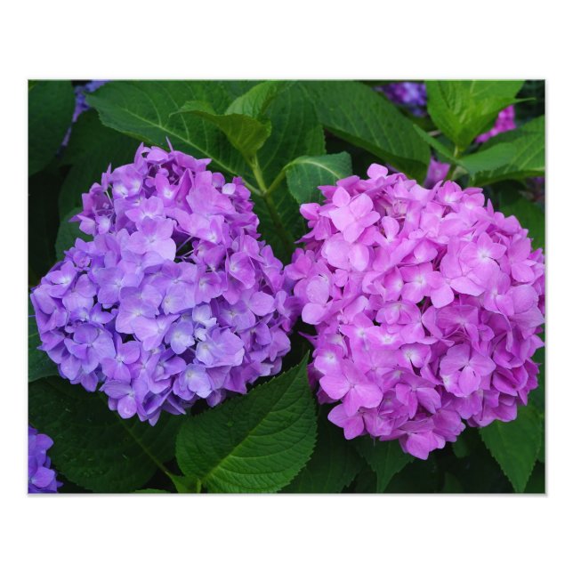 Foto Hydrangea de 20"x16" (Frente)