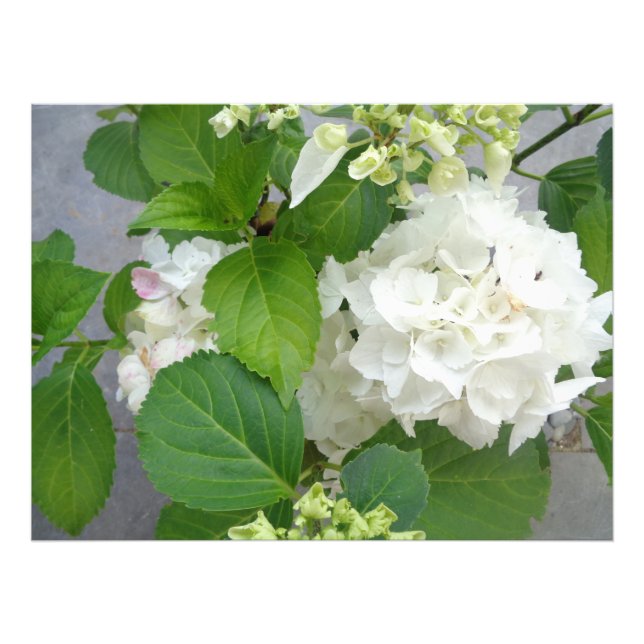 Foto Hydrangea Flor Verde Blanco Naturaleza Planta Jard (Frente)