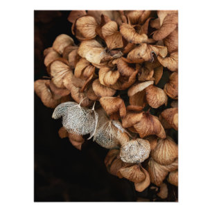 Foto Hydrangea Harta