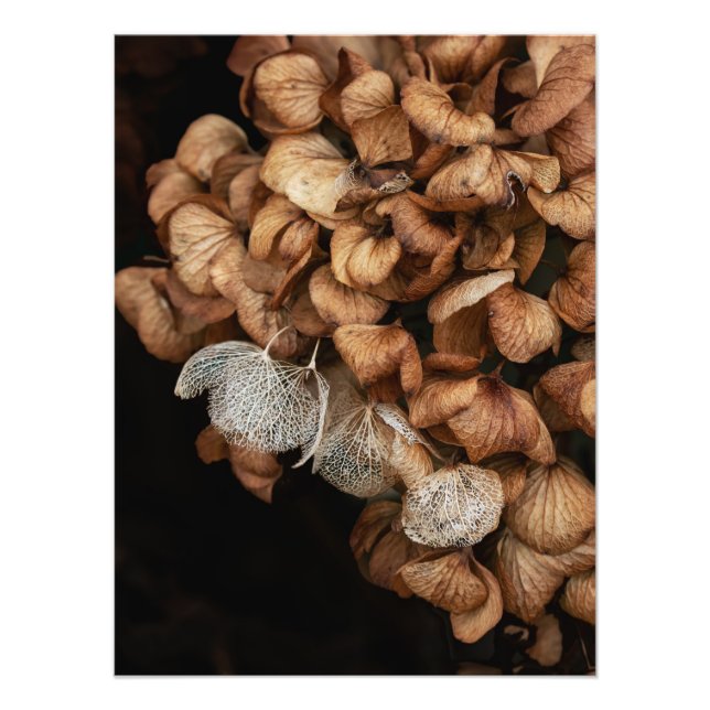 Foto Hydrangea Harta (Frente)