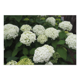 Foto Hydrangea Lisa 19"x13"