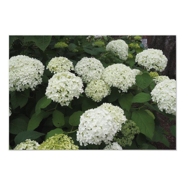 Foto Hydrangea Lisa 19"x13" (Frente)
