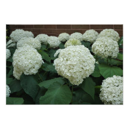 Foto Hydrangea lisa de 19"x13"
