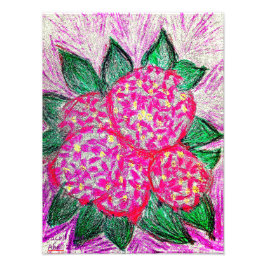 Foto Hydrangea macrophylla