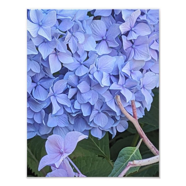 Foto Hydrangea Mophead Azul Floral en Flor (Frente)