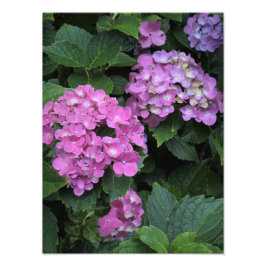 Foto Hydrangea rosa de 12" x 16"