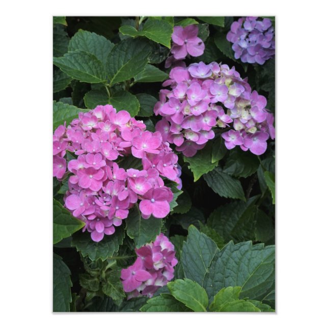 Foto Hydrangea rosa de 12" x 16" (Frente)