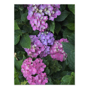 Foto Hydrangea rosa de 12" x 16"
