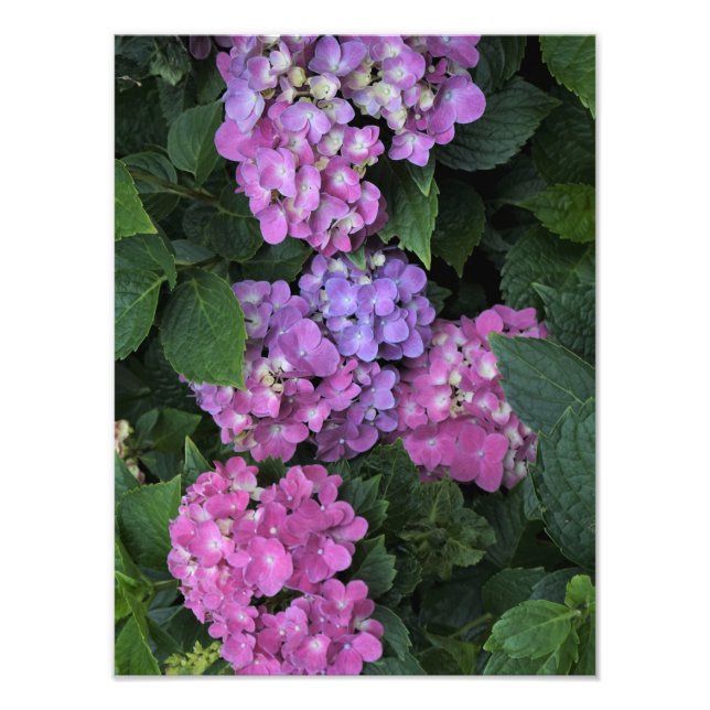 Foto Hydrangea rosa de 12" x 16" (Frente)